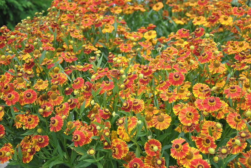 garden landscaping garden design